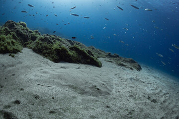 Spiny butterfly Ray - Gymnura altavela in the Atlantic Ocean