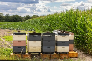 Of colorful beekeepers shelves on the ground with plants field under blue sky