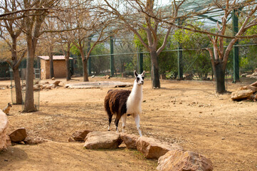 Obraz premium Baby llama portrait. Cute south american mammal