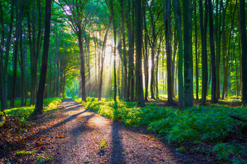Laub Wald mit Sonnenaufgang, Bäume mit Schatten wurf - 592619577