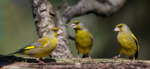 European greenfinch
