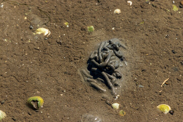 ebbe im norddeutschen wattenmeer