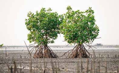 Couple of mangrove trees with prop roots on the mangrove forest. Green mangrove trees capture CO2....