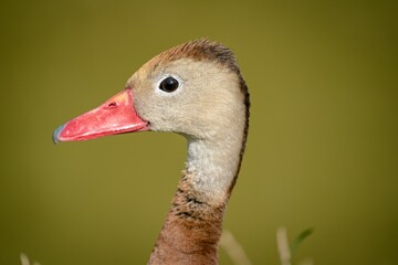 Portrait of a Wood Duck against a green background