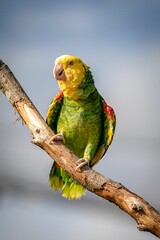 Closeup of yellow-headed amazon parrot perching on tree branch
