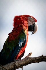Vertical closeup of a colorful macaw on a tree branch