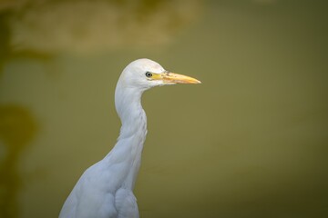 Closeup of white great egret in blurred background
