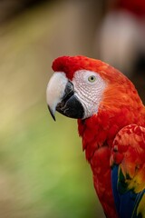 Closeup of Ara parrot head in blurred background