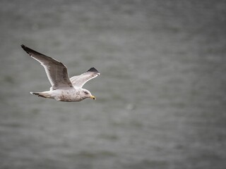 Closeup of a flying seagull