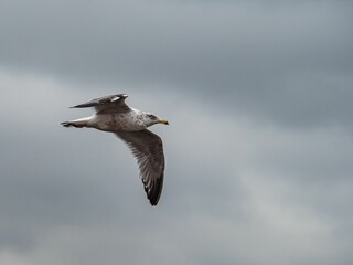 Closeup of a flying seagull