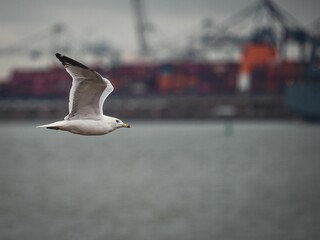 Closeup of a flying seagull