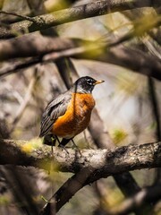 Vertical macro of an American robin on a tree branch