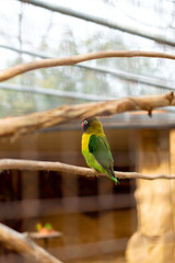 One Yellow-collared Lovebird perched on a branch, facing left.