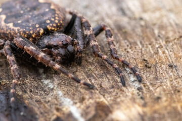 close-up of a spider on a stone