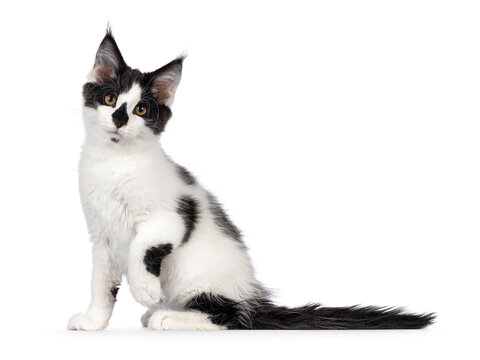 Cute black and white Maine Coon cat kitten, sitting side ways. Looking towards camera with cute koala nose. Isolated on a white background.