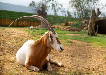 The very rare Scimitar-horned Oryx is taking rest in a Greece zoo. Oryx Dammah