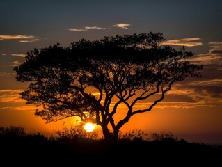 A tree silhouette against a sunset sky