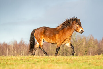 A brown wild Exmoor pony trots over a hill against a blue sky. Seen from the side with forest in...