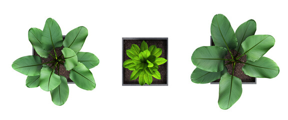 decorative flowers and plants for the interior, top view, isolated on white background, 3D illustration, cg render 