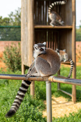 The ring-tailed lemur is sitting on a fence in a Greece zoo, Lemur catta.