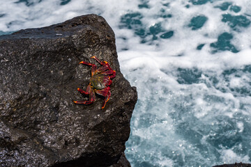 Crabs hanging on to rock at the edge of Ocean