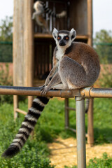 The ring-tailed lemur is sitting on a fence in a Greece zoo, Lemur catta.