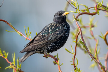 Common starling (Sturnus vulgaris)