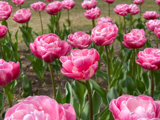 Pink peony tulip in the garden