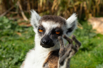 Obraz premium The ring-tailed lemur in a Greece zoo, Lemur catta. Close up macro photo.