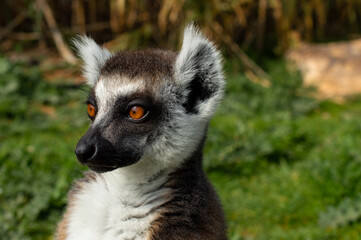 The ring-tailed lemur in a Greece zoo, Lemur catta. Close up macro photo.