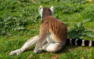 The ring-tailed lemur is sitting on a green grass in a Greece zoo, Lemur catta.