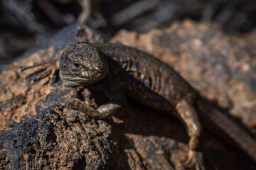 Northern Tenerife Lizard (cgalloti eisentrauti)