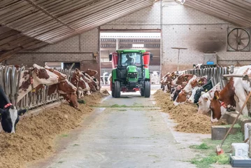 Poster Cattle farm with tractor feeding cows © Arjen
