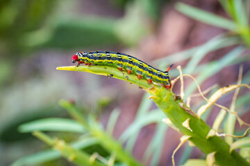Close up of caterpillar in the Canary Islands, Tenerife - Anaga National Park