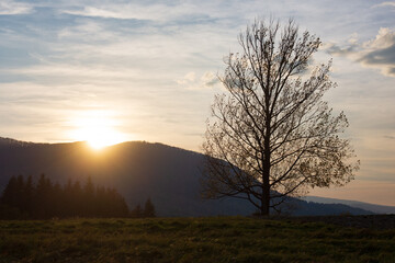 A lone tree in a mountain landscape against a sunset background.