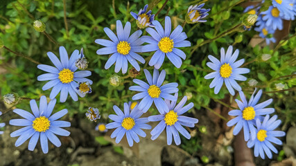 Blue-purple flowers with a yellow center on a background of green grass. Flower bed close-up top view. Selective Focus