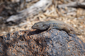 Northern Tenerife Lizard (cgalloti eisentrauti)