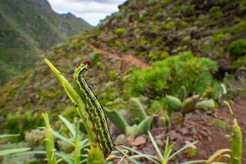 Close up of caterpillar in the Canary Islands, Tenerife - Anaga National Park