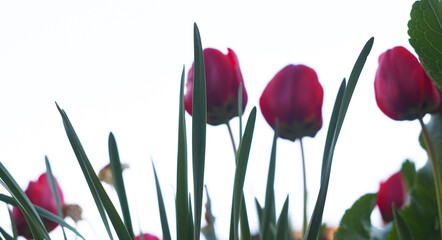 Blooming red tulips