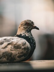 Beautiful view of a pigeon resting on the roof