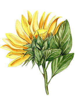 Sunflower, watercolor flower. Hand drawn illustration isolated on white. Summer yellow garden. Designf for baby shower party, birthday, cake, holiday celebration design, greetings card,invitation.