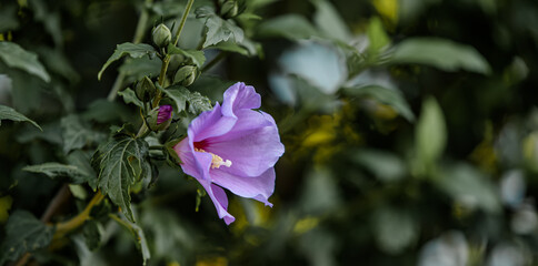one big beautiful pink flower close up among the leaves for background
