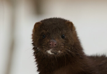 American mink (Neogale vison) closeup in early spring morning.