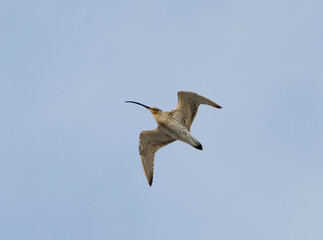 Eurasian curlew (Numenius arquata) flying in the sky in spring.