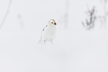 Snow bunting (Plectrophenax nivalis) standing in the snow in snowfall in early spring.	
