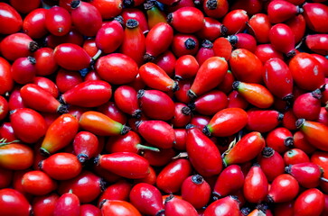 Group of  fresh ripe hip of Rosa canina  fruits whole and slice, can be used as background, Sofia, Bulgaria