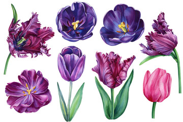 Watercolor tulips set, beautiful garden flowers on isolated white background, watercolor botanical illustration