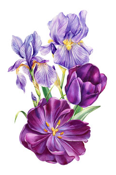 purple irises and tulips watercolor painting clip art preview