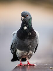 Vertical shot of a rock dove (Columba livia)