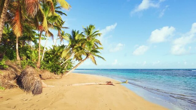 Coconut palms on a sunny beach with turquoise sea on the paradise island of Jamaica. Tropical tree in sunlight at the sea coast. Summer holidays background and tropical beach concept.